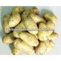 Fresh holland potato/Potato prices/Potato factory